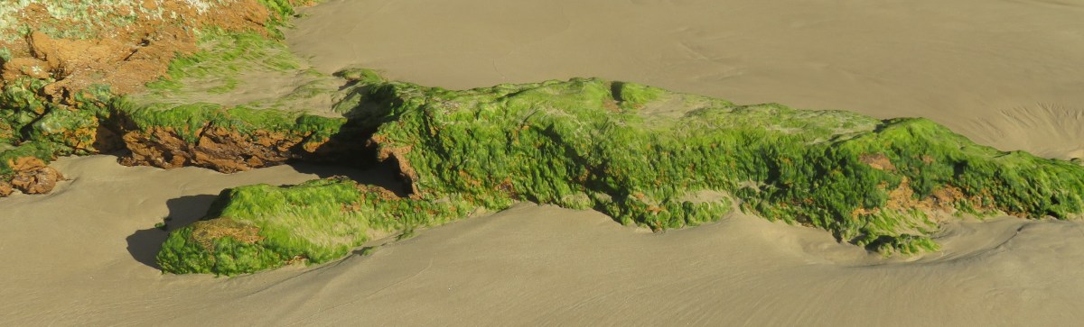 Lyn Reeves: field of&nbsp;stars