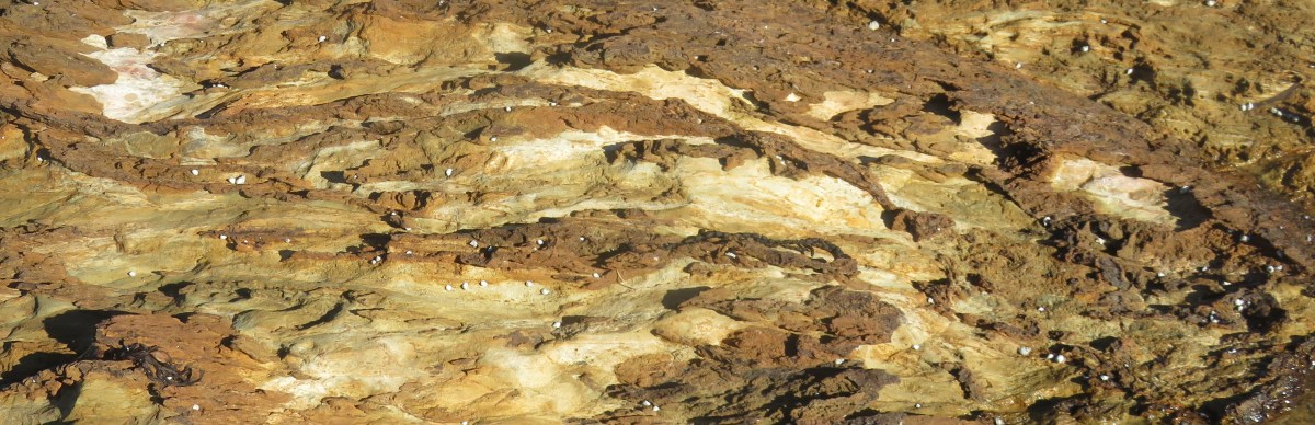 New Zealand Poetry Competition:&nbsp;2020