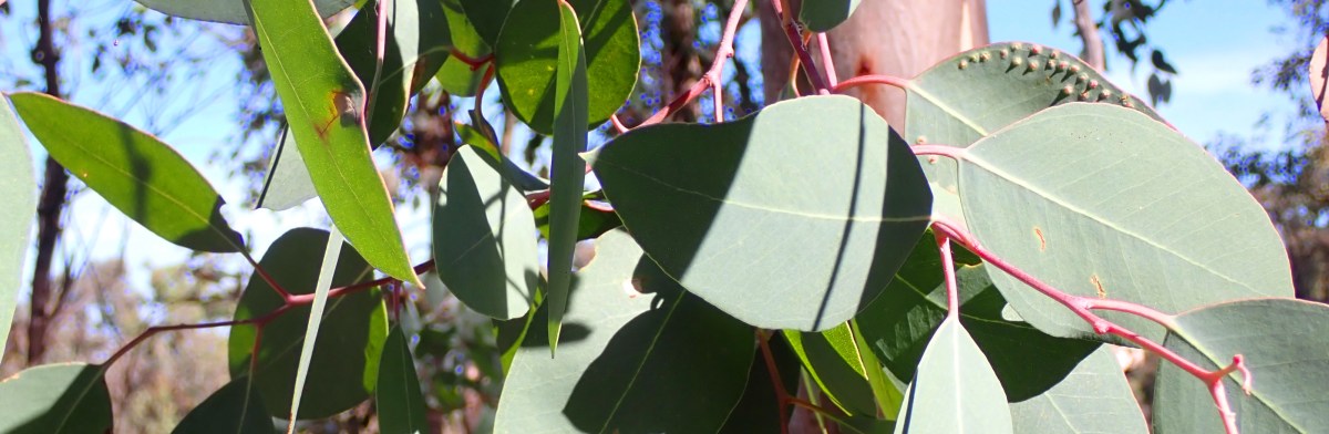 Haiku @ The Oaks&nbsp;Anthology