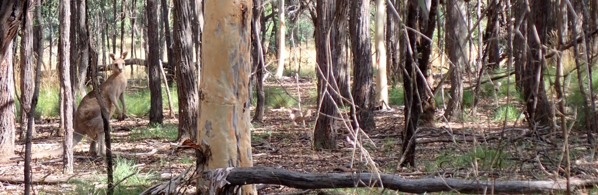 Haiku Down Under:&nbsp;2022