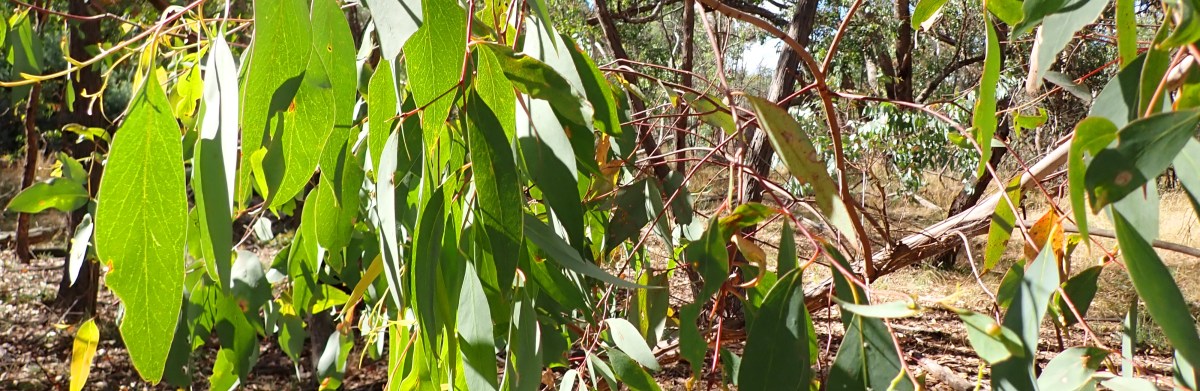 Debbie Strange: Fade to&nbsp;Black