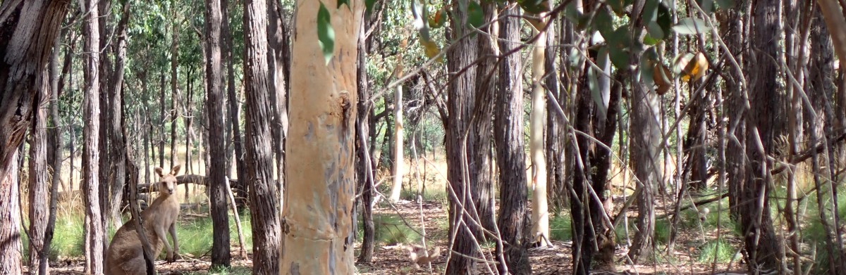 Coming Soon: Haiku Down Under&nbsp;2022