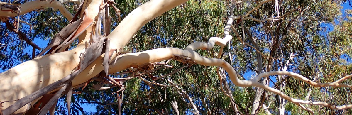 Haiku Down Under Anthology:&nbsp;2022