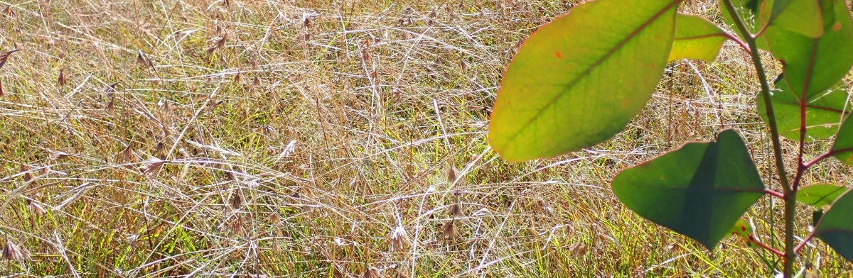 Aboriginal Place Names in&nbsp;Haiku