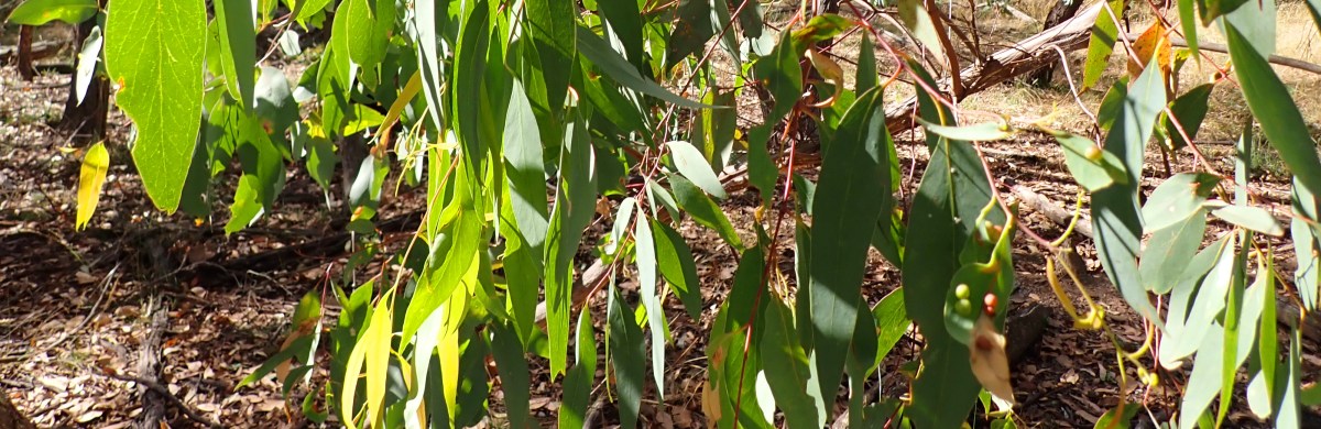 Fourth Australian Haiku&nbsp;Anthology