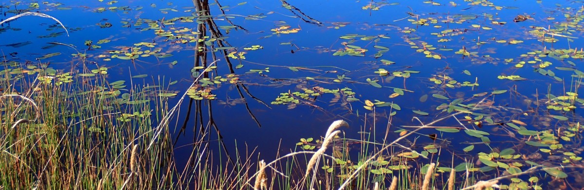 Haiku Trailblazer Contest