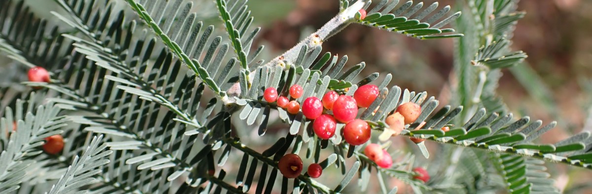 2023 Irish Haiku&nbsp;Competition