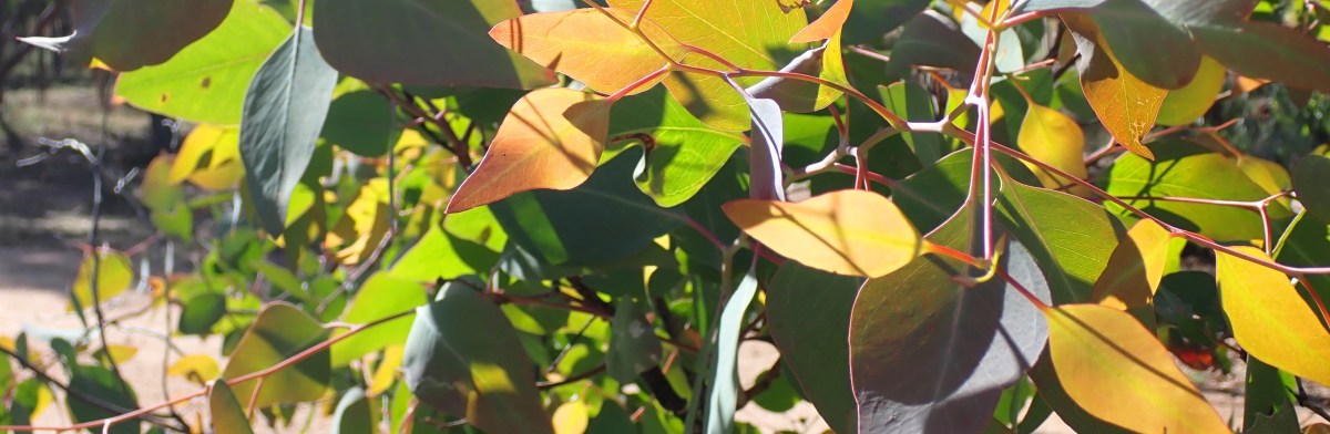 Haiku Down Under 2024: A Sensory&nbsp;Journey